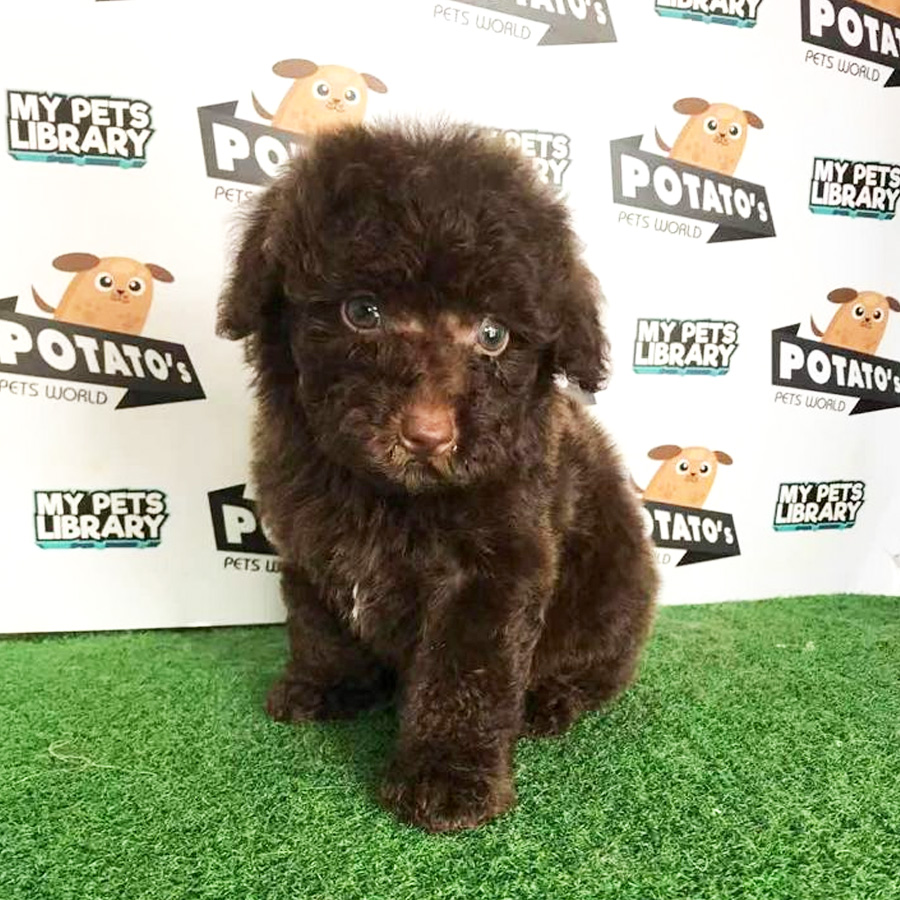 Toy Poodle Puppy (Male) For Sale