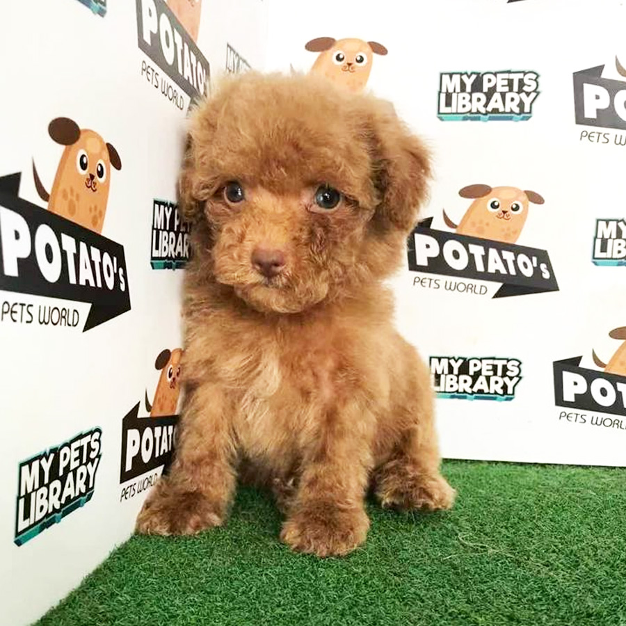 Toy Poodle Puppy (Male) For Sale