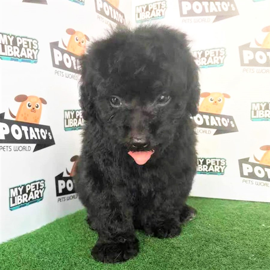 Toy Poodle Puppy (Male) For Sale