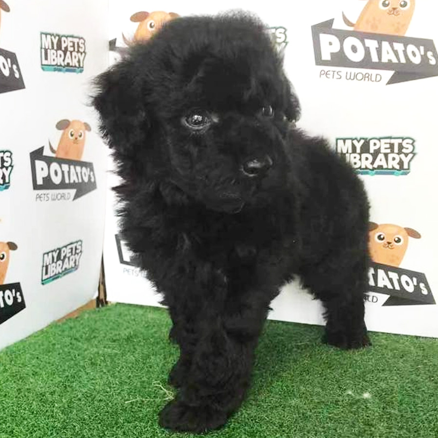 Toy Poodle Puppy (Female) For Sale