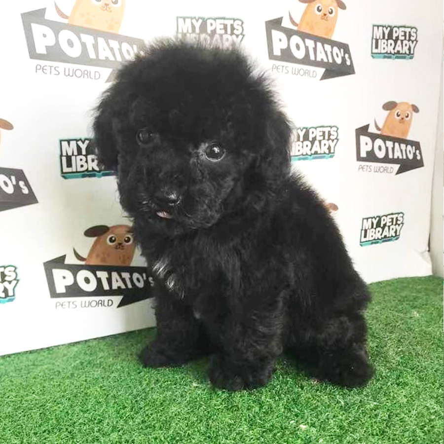 Toy Poodle Puppy (Female) For Sale