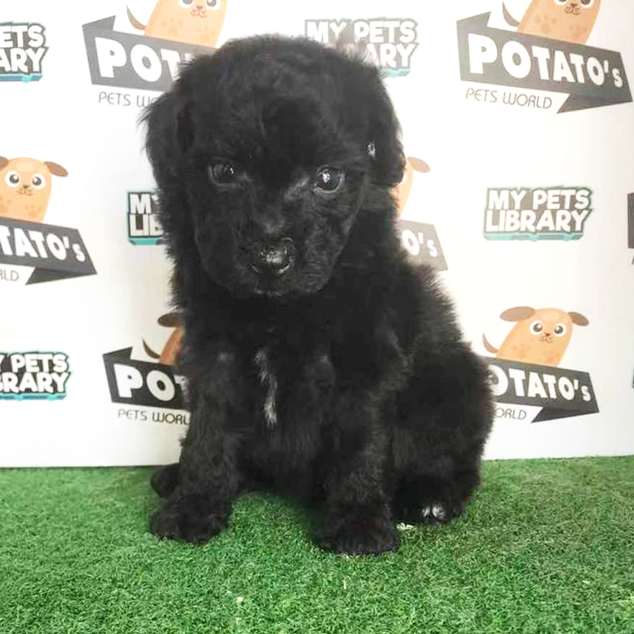 Toy Poodle Puppy (Male) For Sale