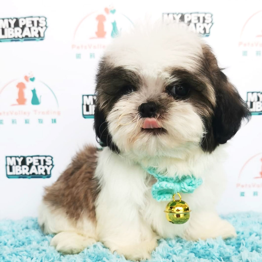 Shih Tzu Puppy (Female) For Sale