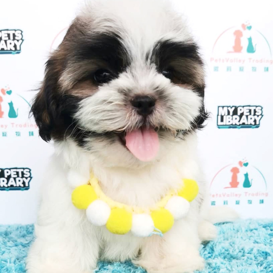 Shih Tzu Puppy (Male) For Sale