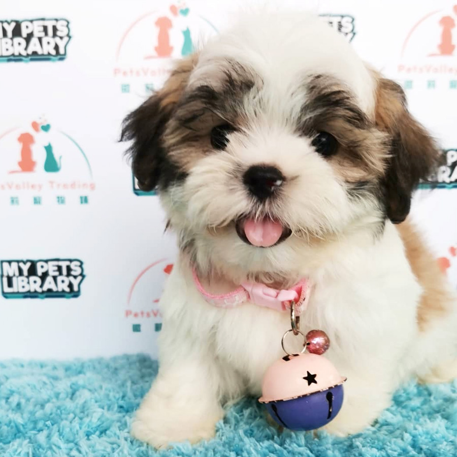 Shih Tzu Puppy (Male) For Sale