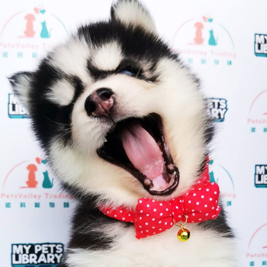 Wooly Husky Puppy (Female) For Sale