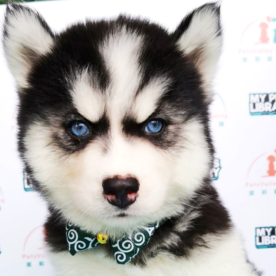 Wooly Husky Puppy (Male) For Sale