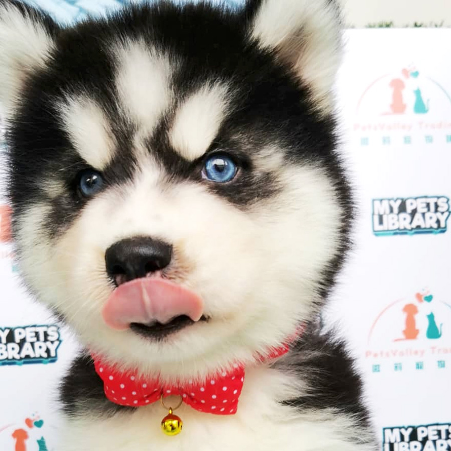 Wooly Husky Puppy (Female) For Sale