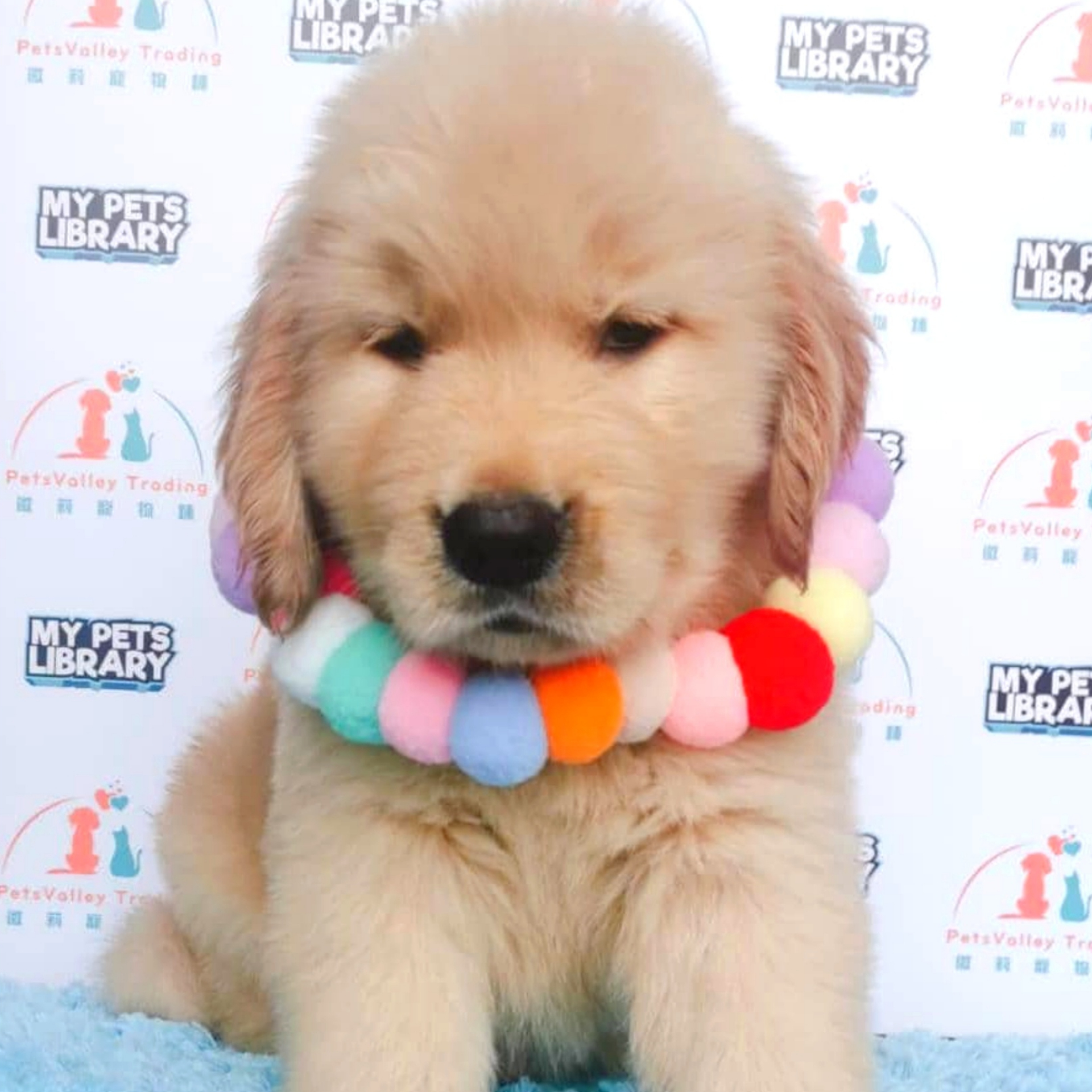 XXL Golden Retriever Puppy (Female) For Sale