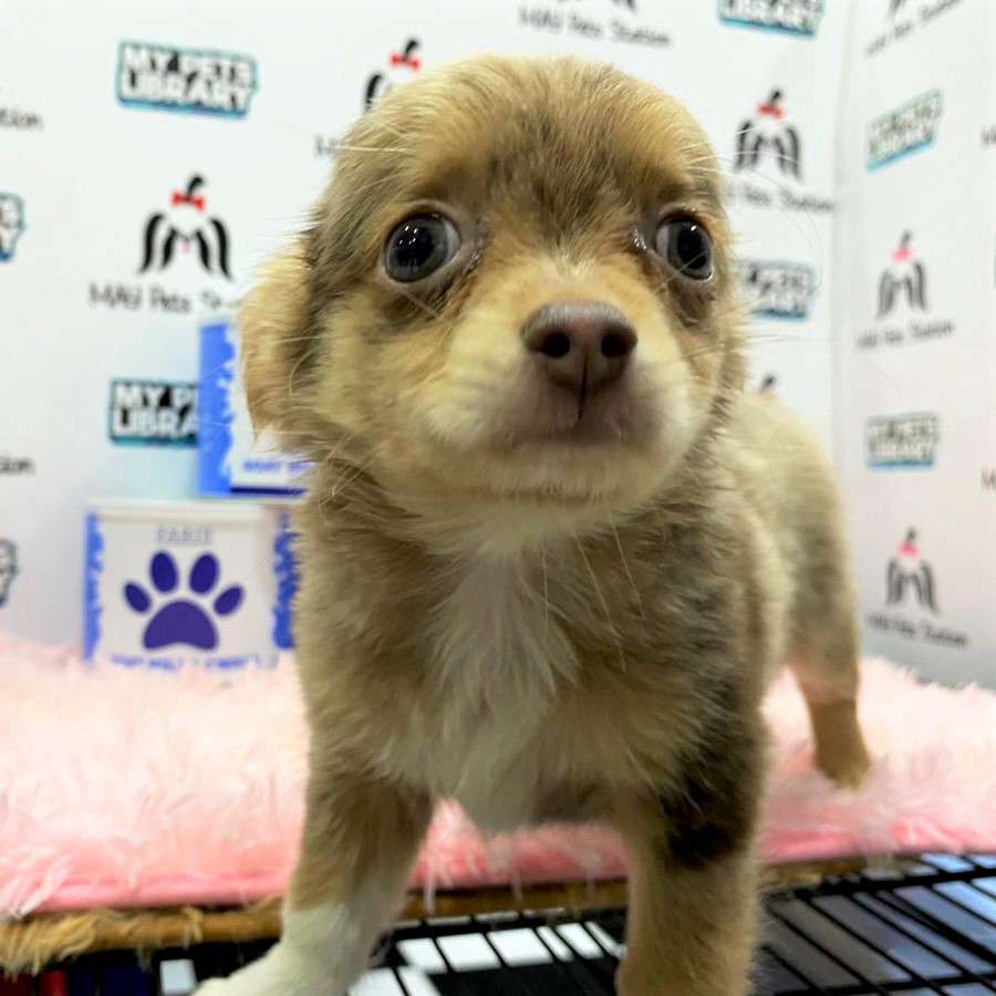 Chihuahua Puppy (Male) For Sale