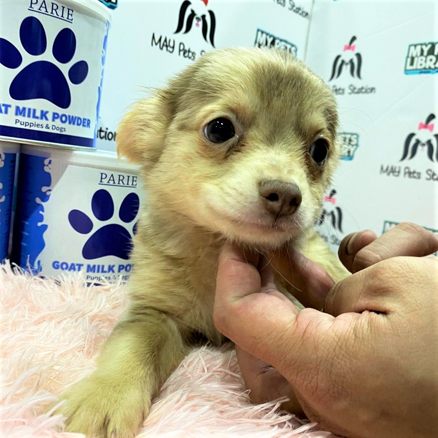 Chihuahua Puppy (Male) For Sale