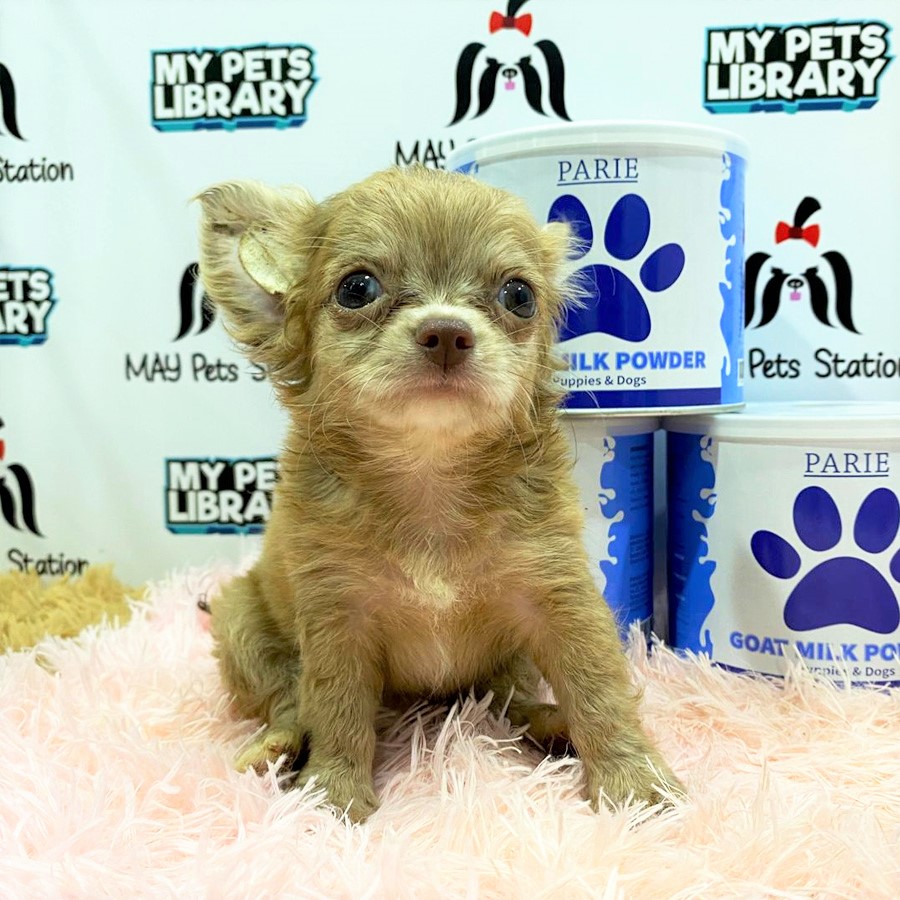 Chihuahua Puppy (Male) For Sale