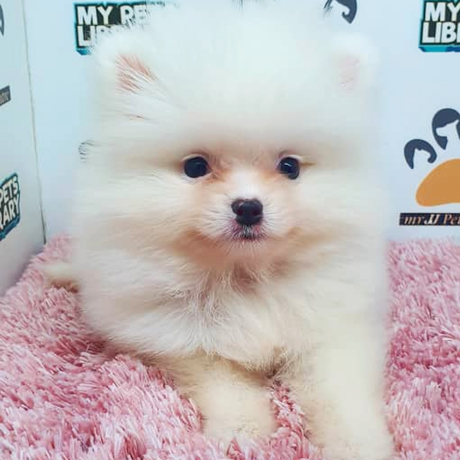 Pomeranian Puppy (Female) For Sale