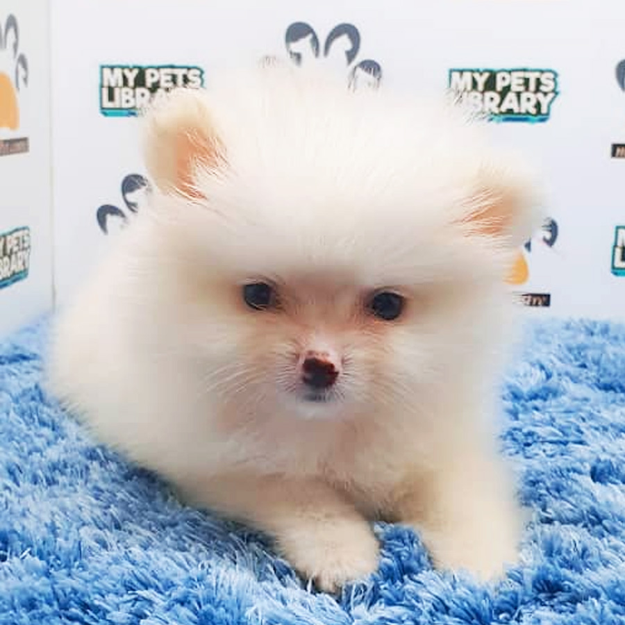 Pomeranian Puppy (Male) For Sale
