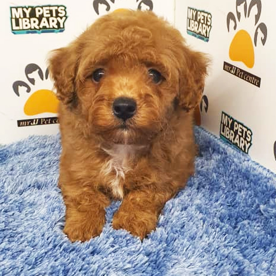 Toy Poodle Puppy (Male) For Sale