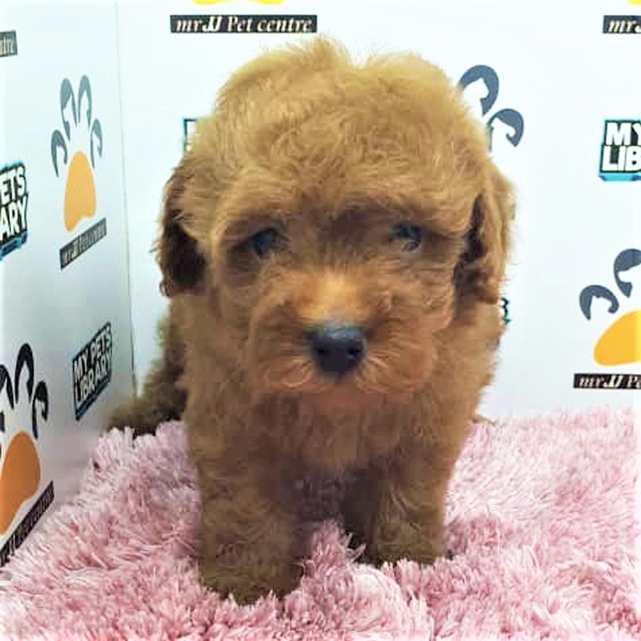 Toy Poodle Puppy (Female) For Sale