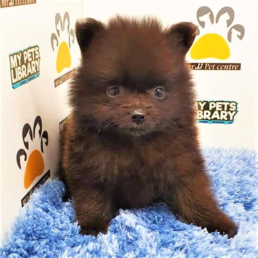 Pomeranian Puppy (Male) For Sale