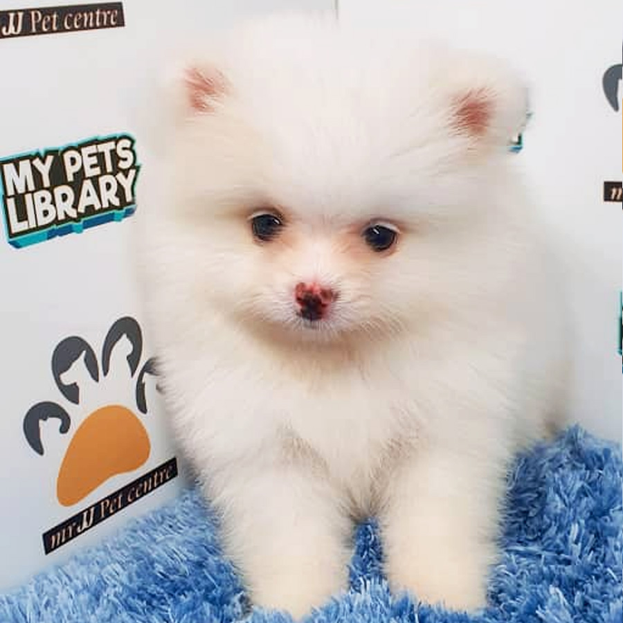 Pomeranian Puppy (Male) For Sale