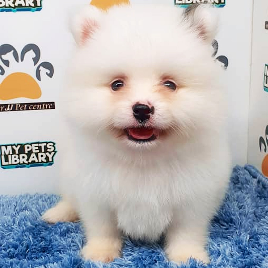 Pomeranian Puppy (Male) For Sale