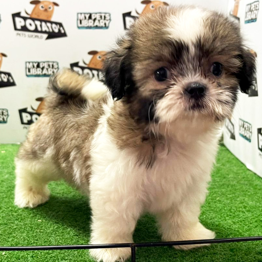 Shih Tzu Puppy (Female) For Sale