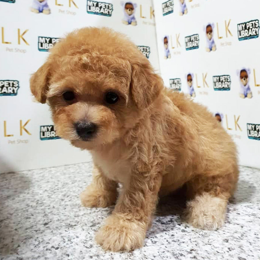 Toy Poodle Puppy (Female) For Sale