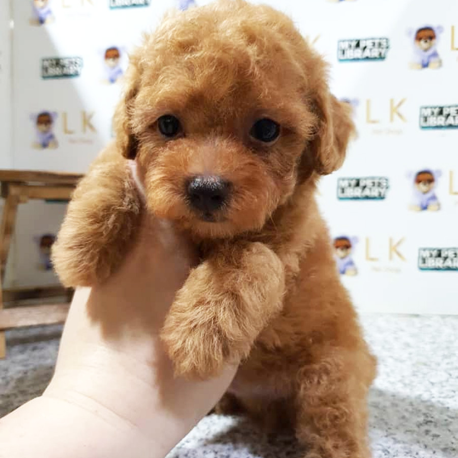 Toy Poodle Puppy (Male) For Sale