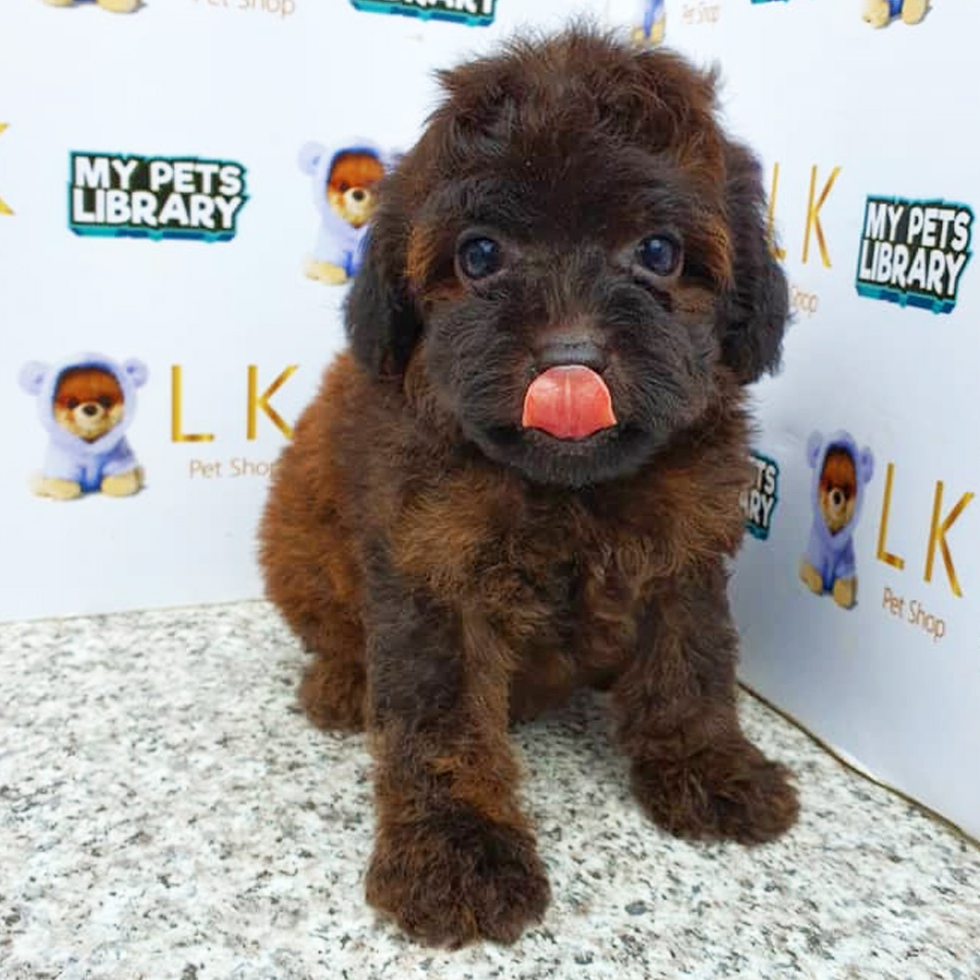 Toy Poodle Puppy (Male) For Sale