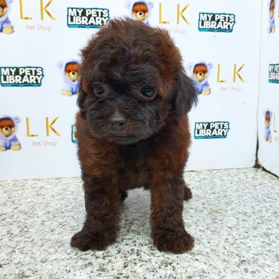 Toy Poodle Puppy (Female) For Sale