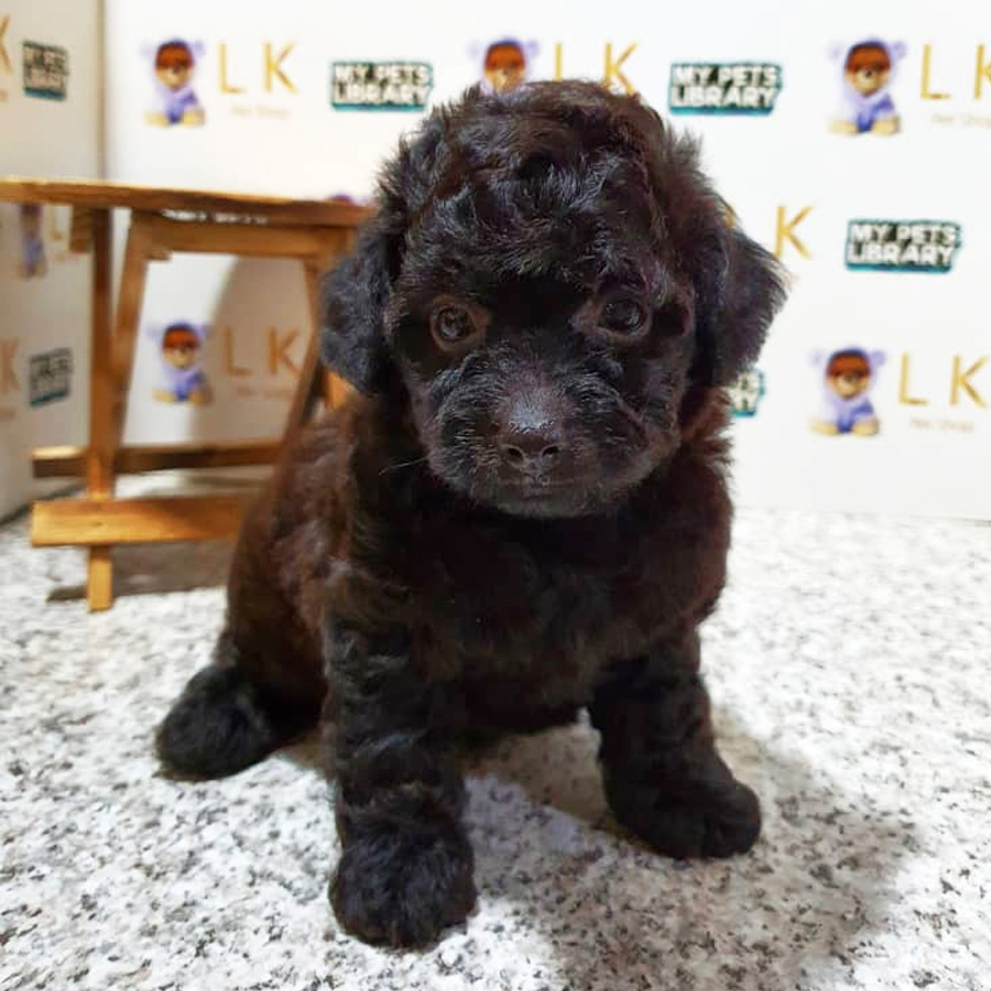 Toy Poodle Puppy (Female) For Sale