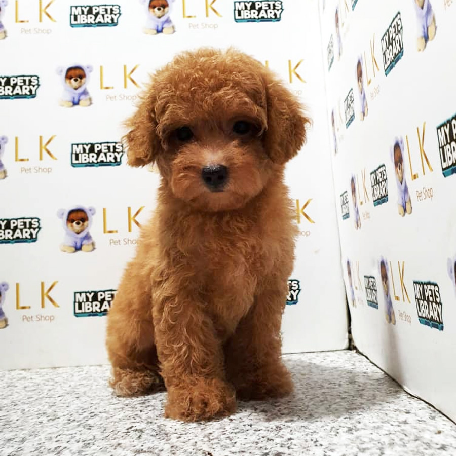 Toy Poodle Puppy (Female) For Sale