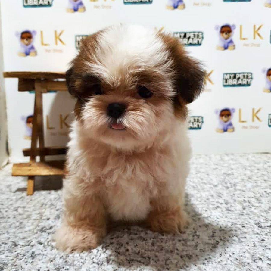 Shih Tzu Puppy (Female) For Sale