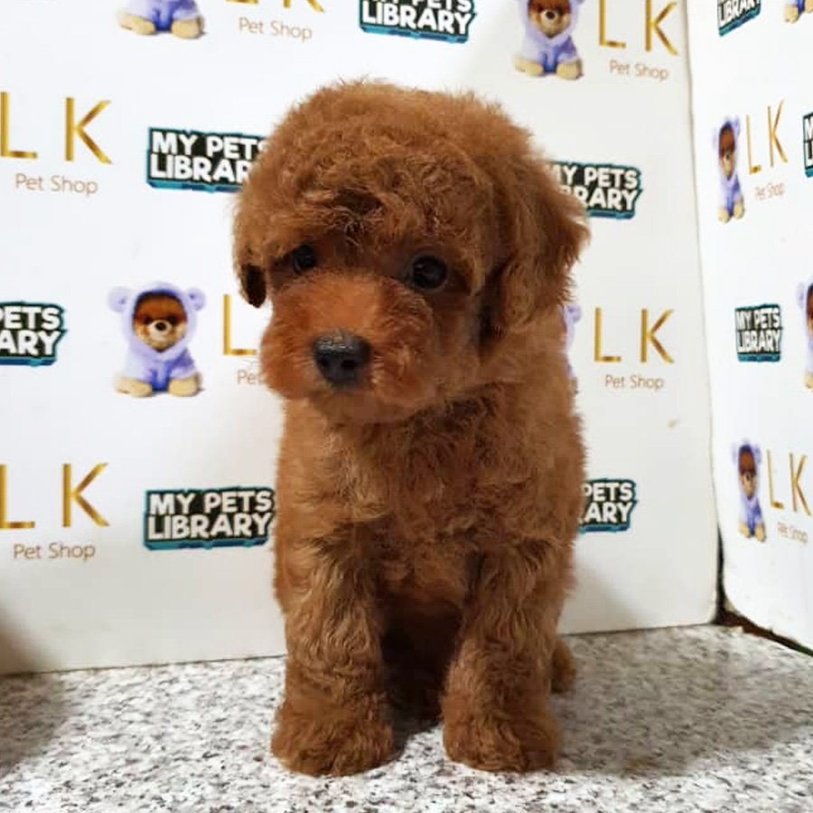 Toy Poodle Puppy (Male) For Sale