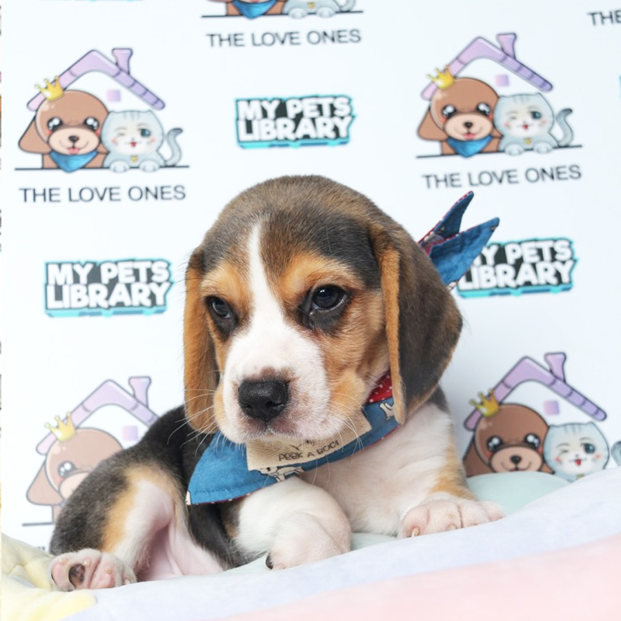 Beagle Puppy (Male) For Sale