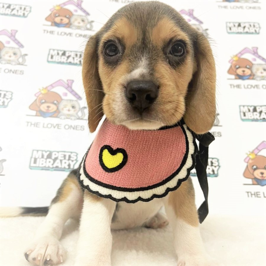 Beagle Puppy (Female) For Sale