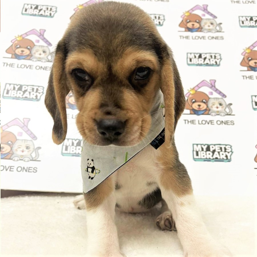 Beagle Puppy (Male) For Sale