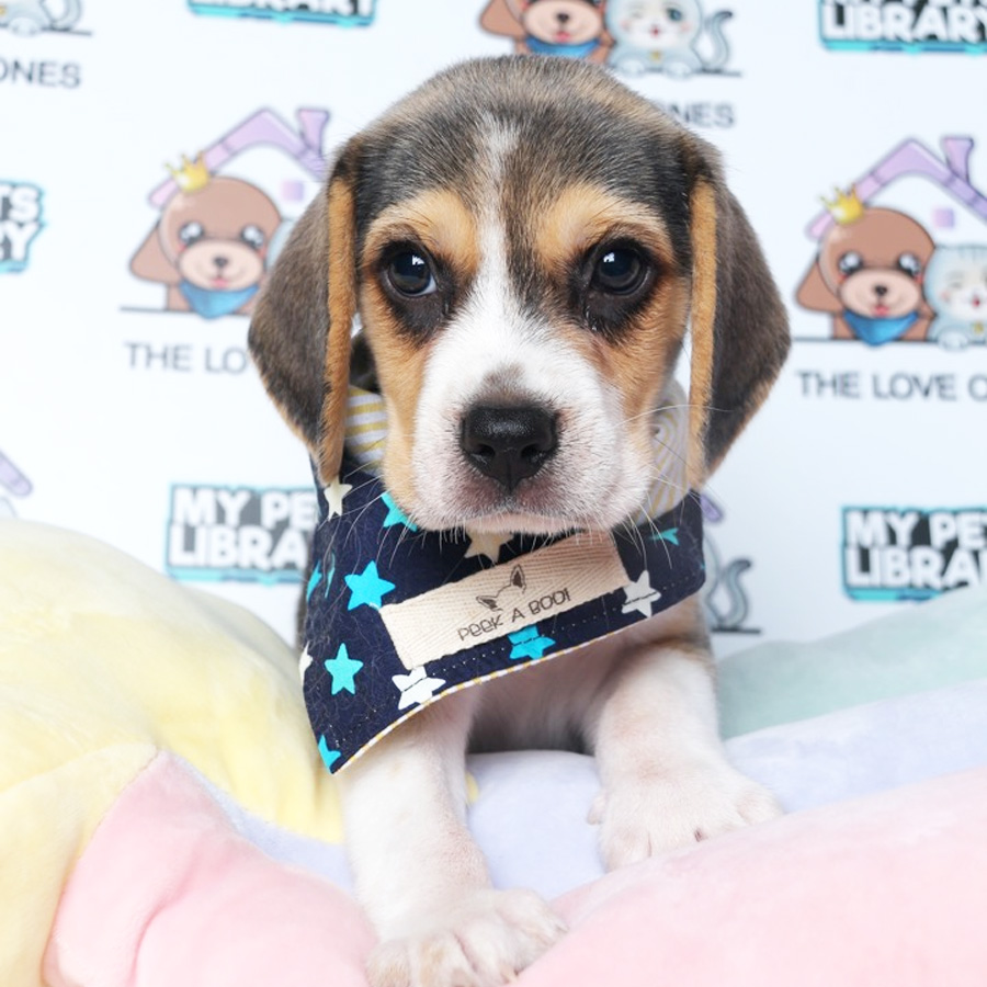 Beagle Puppy (Male) For Sale