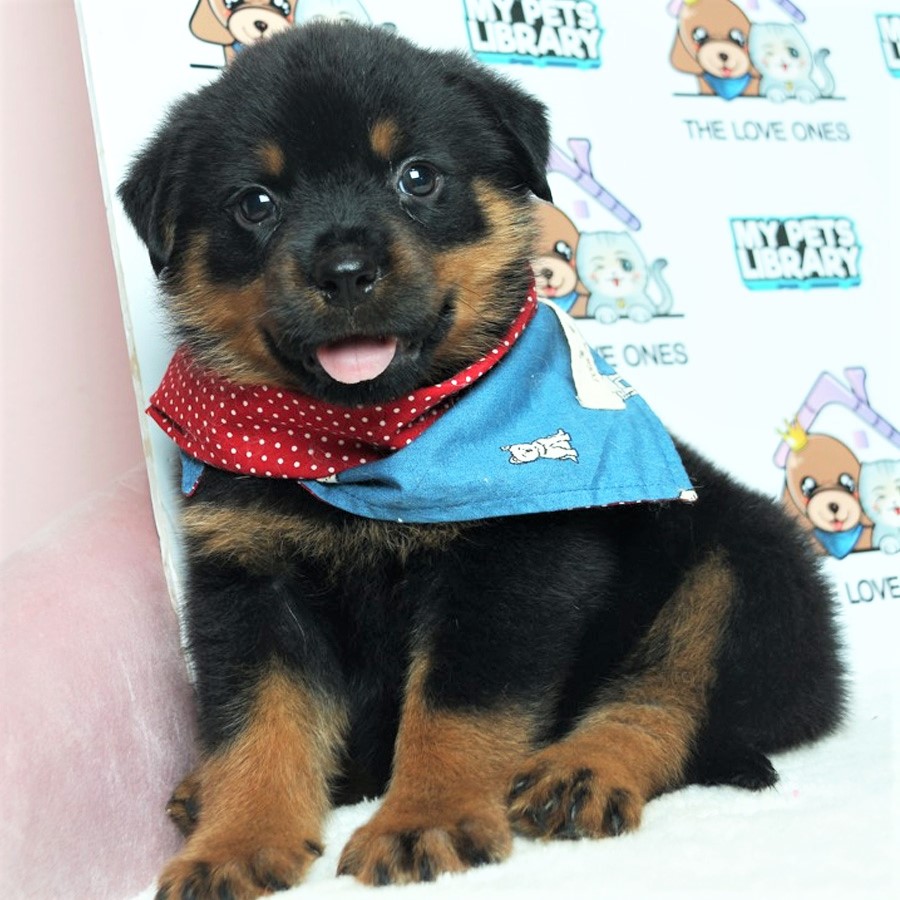 MKA Rottweiler Puppy (Male) For Sale