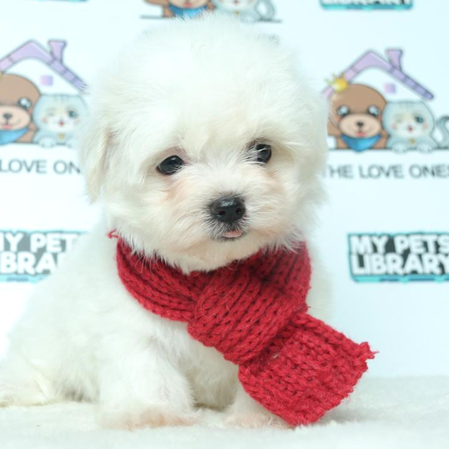 Maltese Puppy (Female) For Sale