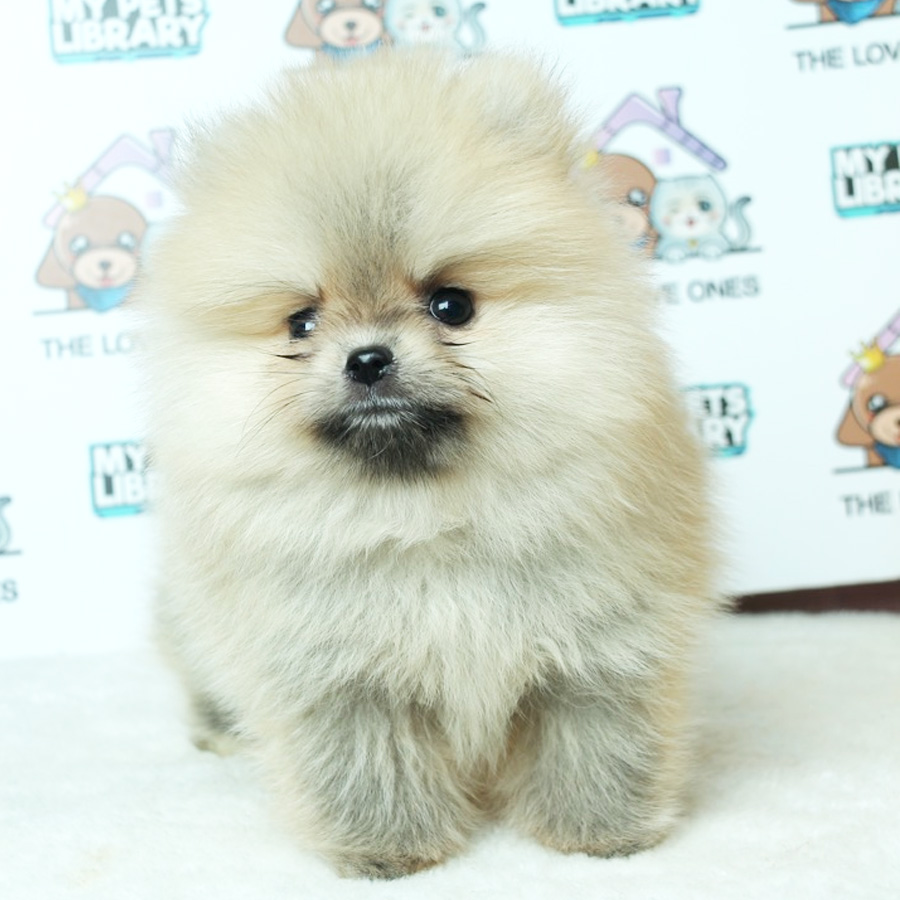 Pomeranian Puppy (Female) For Sale