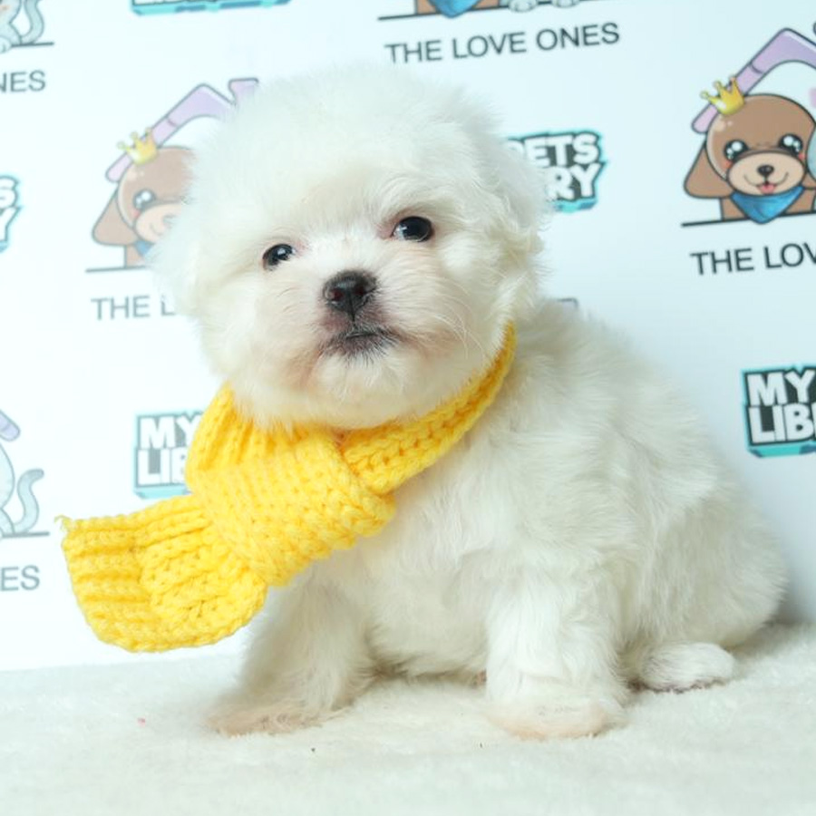 Maltese Puppy (Male) For Sale