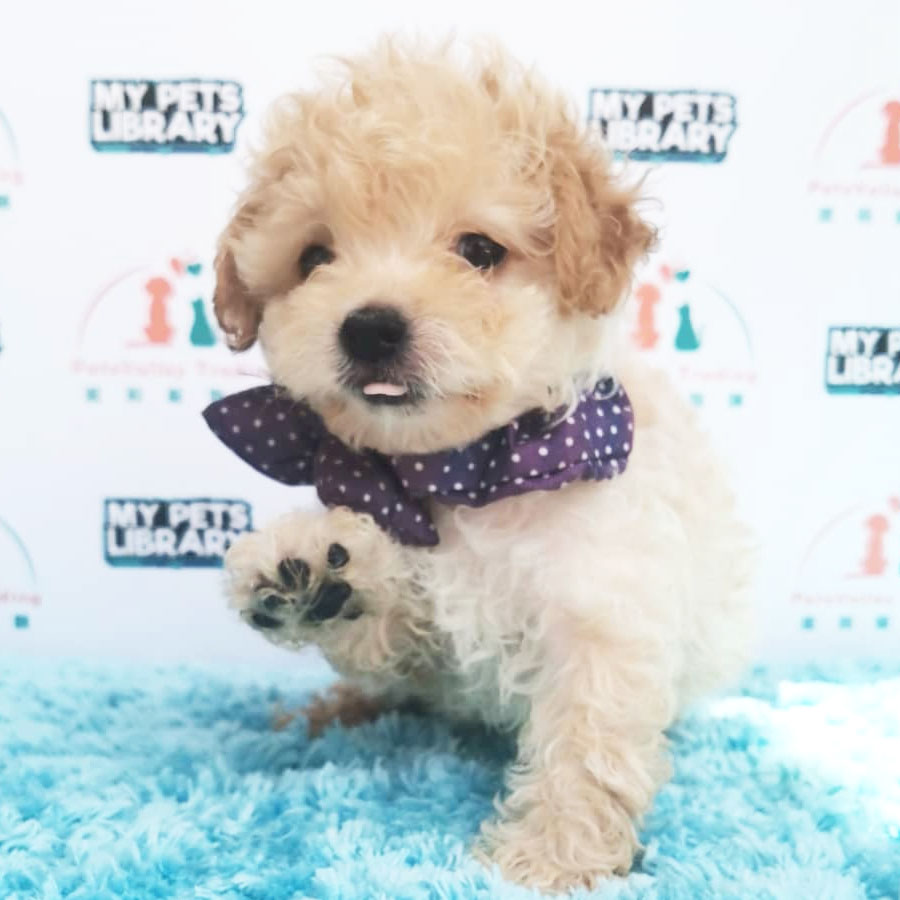 Toy Poodle Puppy (Male) For Sale