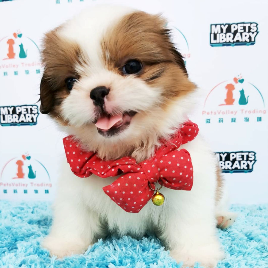 Shih Tzu Puppy (Female) For Sale