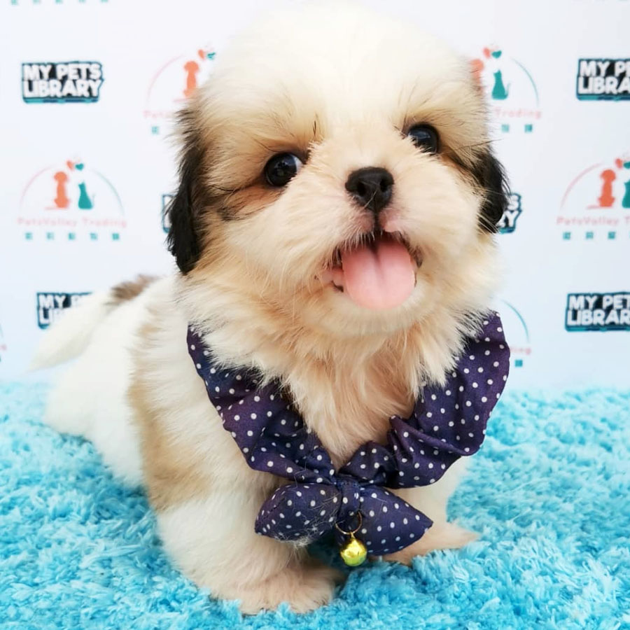Shih Tzu Puppy (Male) For Sale