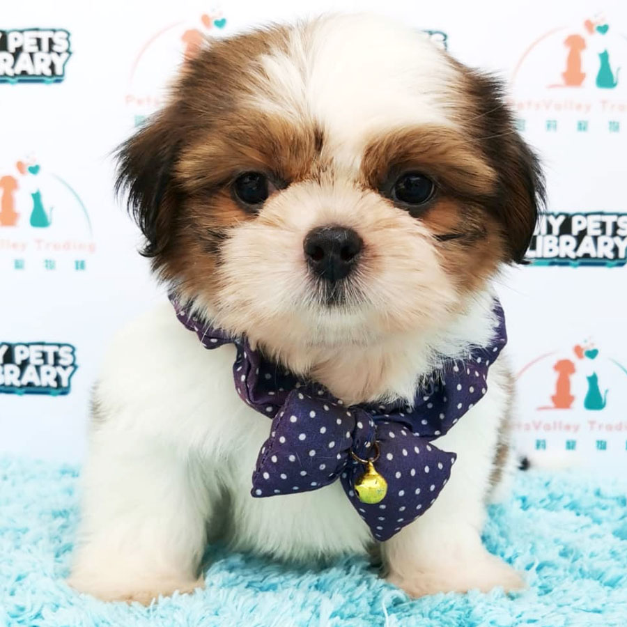 Shih Tzu Puppy (Male) For Sale