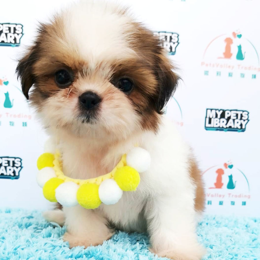 Shih Tzu Puppy (Female) For Sale