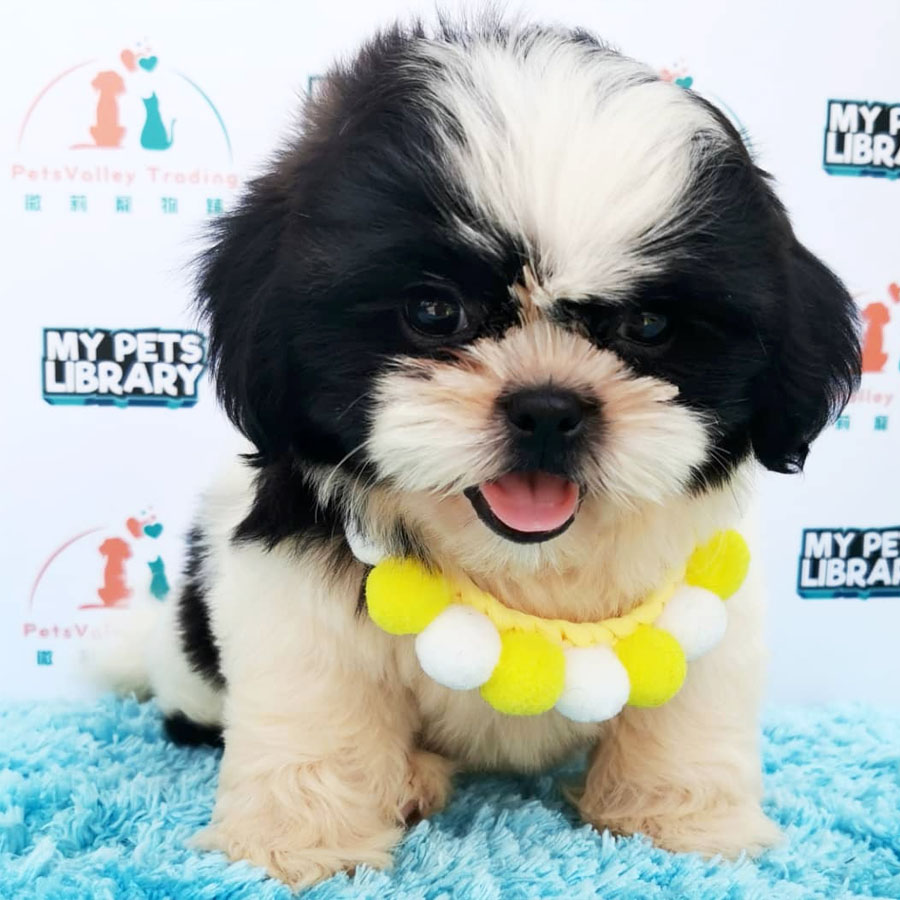 Shih Tzu Puppy (Female) For Sale