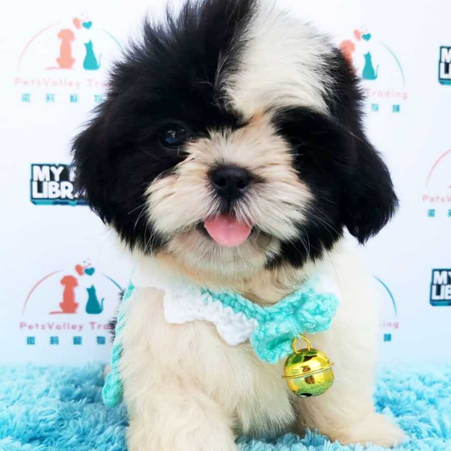 Shih Tzu Puppy (Female) For Sale