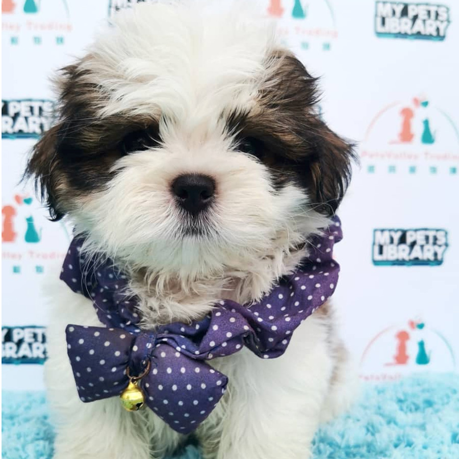 Shih Tzu Puppy (Male) For Sale