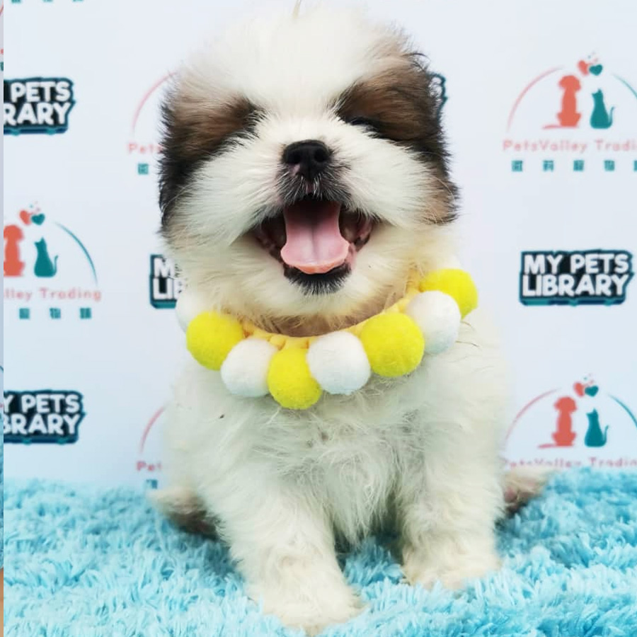 Shih Tzu Puppy (Female) For Sale
