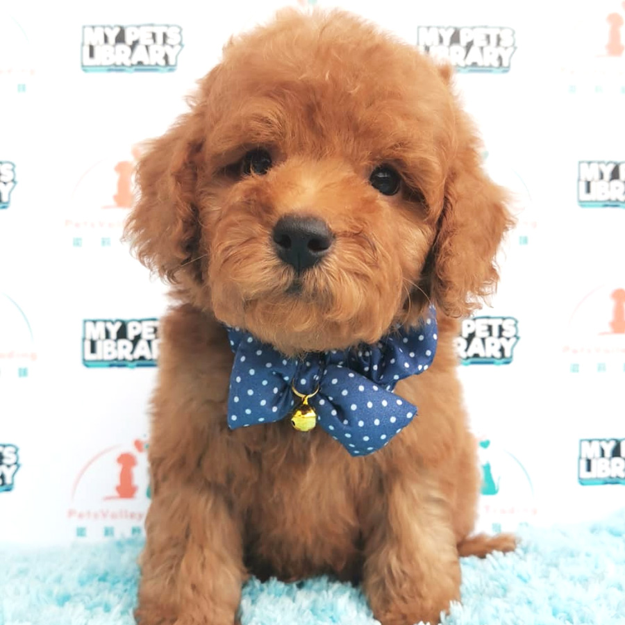 Toy Poodle Puppy (Male) For Sale